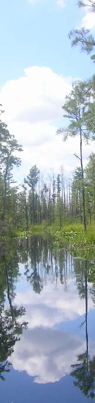 Erkunde das Okefenokee Swamp